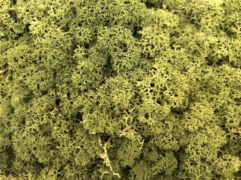 Akustische Wandbegrünung mit Mooswand für natürliche Schallabsorption
